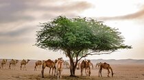 Private 4x4 Mleiha Archaeological Desert Safari with Museum visit