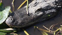 Everglades Day Safari from Miami