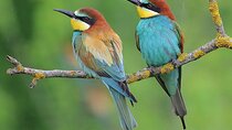 One-day Birding Along the Northern Black Sea Coast
