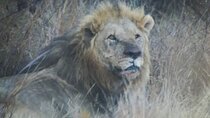 Pilanesberg National Park Safari, BIG 5 Full Day