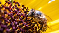 Discovering Bees in Volterra