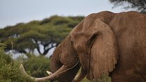 6 Days Kenya Standard Lodges Safari 2025