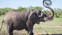 Full-day Safari Tour in Chobe