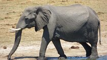 Chobe Full Day Safari Extended 