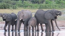 Victoria Falls Best Tours Combo