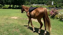 Horseback Ride, ATV and Catamaran Party Cruise from Montego Bay 