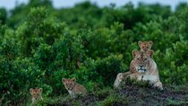 Kenya Wildlife Photo Safari by TWT