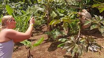 Rain forest, Wild life, Waterfall and Chocolate Private Tour