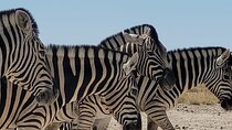 Private Multi-Day Tour Self-Drive for Beginners Safari in Namibia