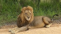 Two Days, One Night Tour: Blyde River to Kruger National Park