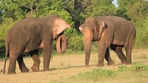 Minneriya / Kaudulla National Park Jeep Safari 