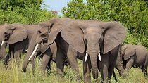 7-Day Lake Manyara, Ngorongoro Crater and Serengeti Private Tour
