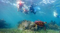 Private (only you) Reef Snorkeling in Puerto Morelos 2x40 minutes