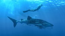 Whale Shark Watching & Snorkeling Experience