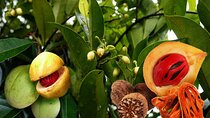 Spice Farm Tour, Kuza Cave Tour, The Rock Restaurant, Salaam Cave