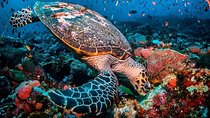 Blue Lagoon, Starfish Adventure, The Rock Restaurant, Stone Town, Secret Garden