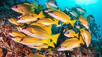 Blue Lagoon, Starfish Tour, The Rock Restaurant, Prison Island, Secret Garden