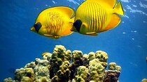 Blue Lagoon, Starfish Adventure, The Rock Restaurant, Spice Tour, Secret Garden