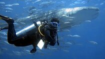 Scuba Diving Trips to Dimaniyat Islands 