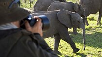 5 Days Tanzania Safari to Serengeti and Ngorongoro Crater