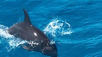 Full-Day Experience with Dolphins and Snorkeling in Red Sea