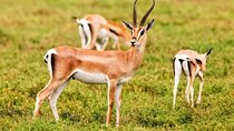  Agadir National Park & 4×4 Jeep Desert Safari Tour with Lunch