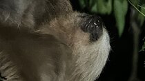 Night Walking Tour in Monteverde Wildlife Refuge