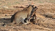 Full Day Safari Tour in Yala National Park
