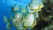 From Sharm El Sheikh Ras Mohammed National Park by Boat