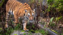 Private Taj Mahal & Ranthambore Wildlife Safari Tour from Delhi