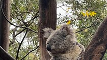 Private Tour Blue Mountains Day Adventure Wildlife + River Cruise