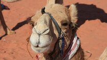 Private 5-Day Guided Tour of Jordan
