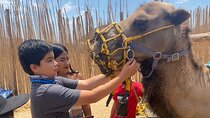 Combo Camelback Safari and ATV Ride Combo Tour Adventure 