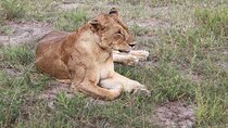 2-Days Mikumi National Park Budget Safari