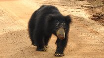 Explore Beauty Of Yala (Ruhuna) National Park From South Coast in One Day.