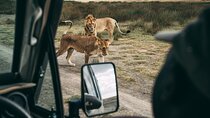 4 Days Lodge Safari in Lake Manyara, Serengeti & Ngorongoro Crater