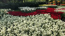 Keukenhof, Tulip Farm, Flower Fields & Zaanse Schans Windmills