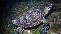 Moonlight Bioluminescence Snorkeling Tour in Cancun