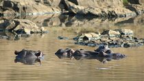 Day Safari in Pilanesburg Big Five Game Reserve