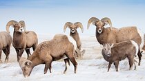 Grand Teton and Native American Petroglyph Tour