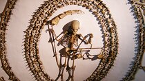 Private Tour of the Capuchin Crypt 