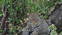 7 Day Classic Kenyan Safari with Unlimited Game Drives