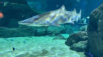 Snorkeling with Giant Turtles, The Odyseo Aquarium & Port Louis