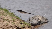 4 Days Lake Nakuru and Masai Mara Safari