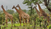 2-Day Drakensberg Mountains & Tala Game Reserve Tour from Durban