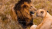 4 Days Masai Mara & Lake Nakuru Group Joining Safari
