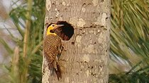 Iguazu Sunset & Nocturnal Birdiwatching