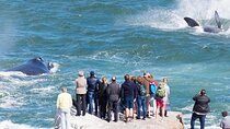 Whales and Wine in Magical Hermanus..