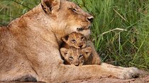 6-Day Tanzania Wildlife Safari