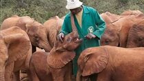  Tour Giraffe Centre, David Shedrick, Karen Blixen & city tour.